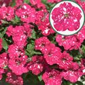 Afbeelding van Petunia P12 Cherry sky